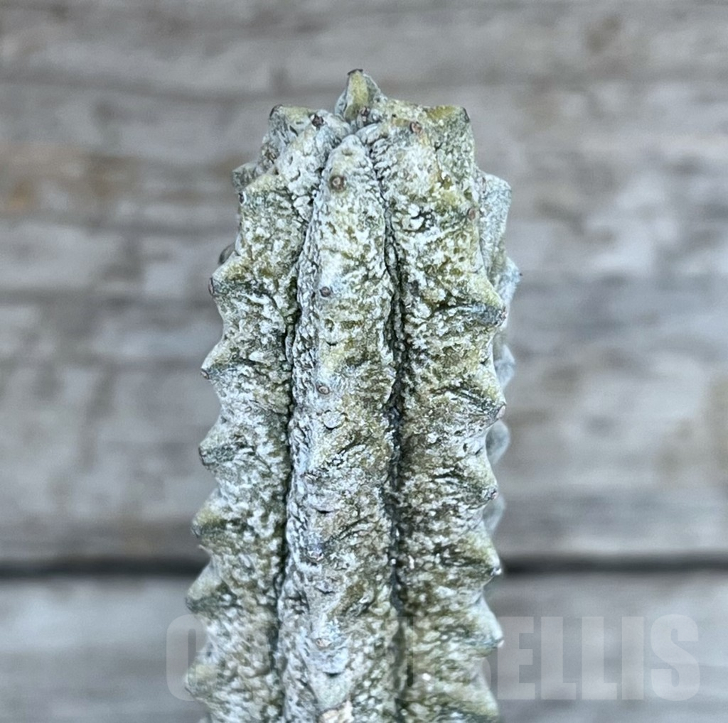 SHPR27796 Euphorbia abdelkuri - Зображення 2