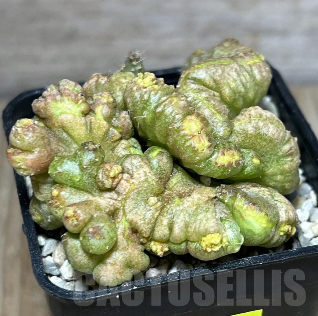 SHPR27803 Echinopsis 'Chocolate' - Image 2