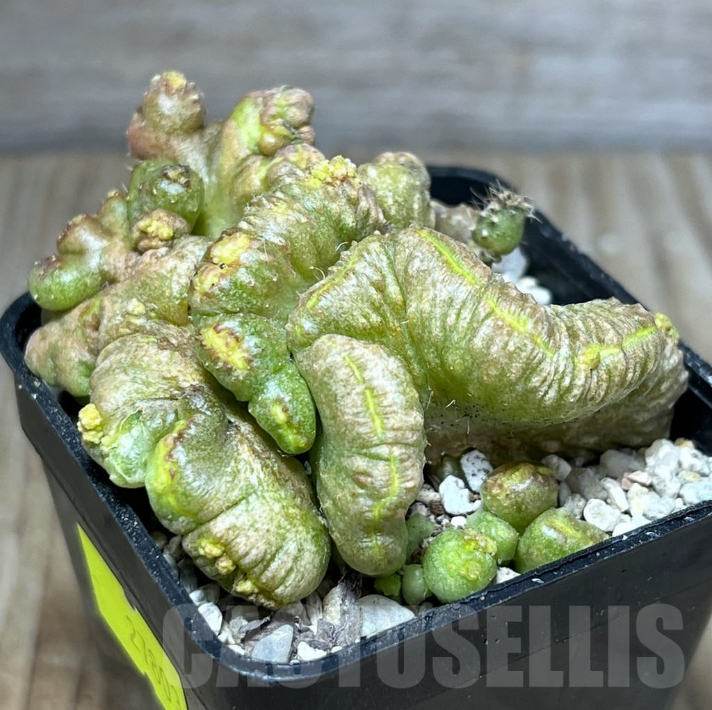 SHPR27803 Echinopsis 'Chocolate'