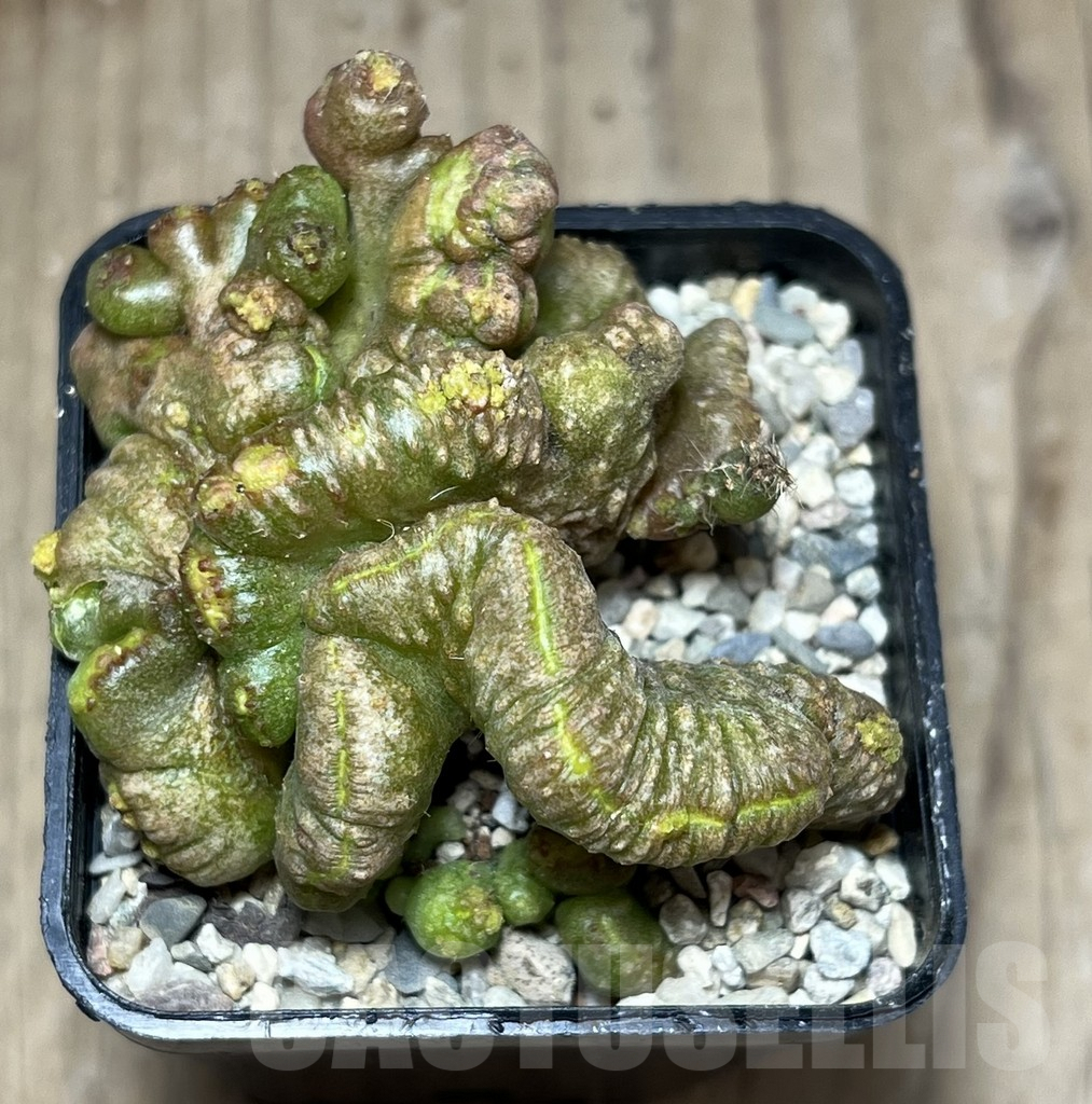 SHPR27803 Echinopsis 'Chocolate' - Image 3