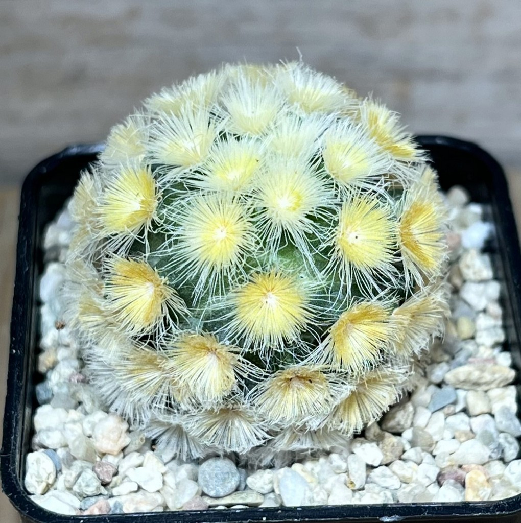 SHPR27806 Mammillaria carmenae 'Buddha'