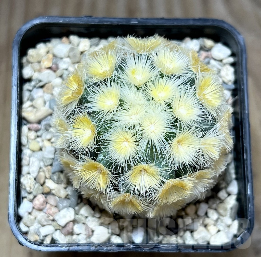 SHPR27806 Mammillaria carmenae 'Buddha' - 画像 (2)
