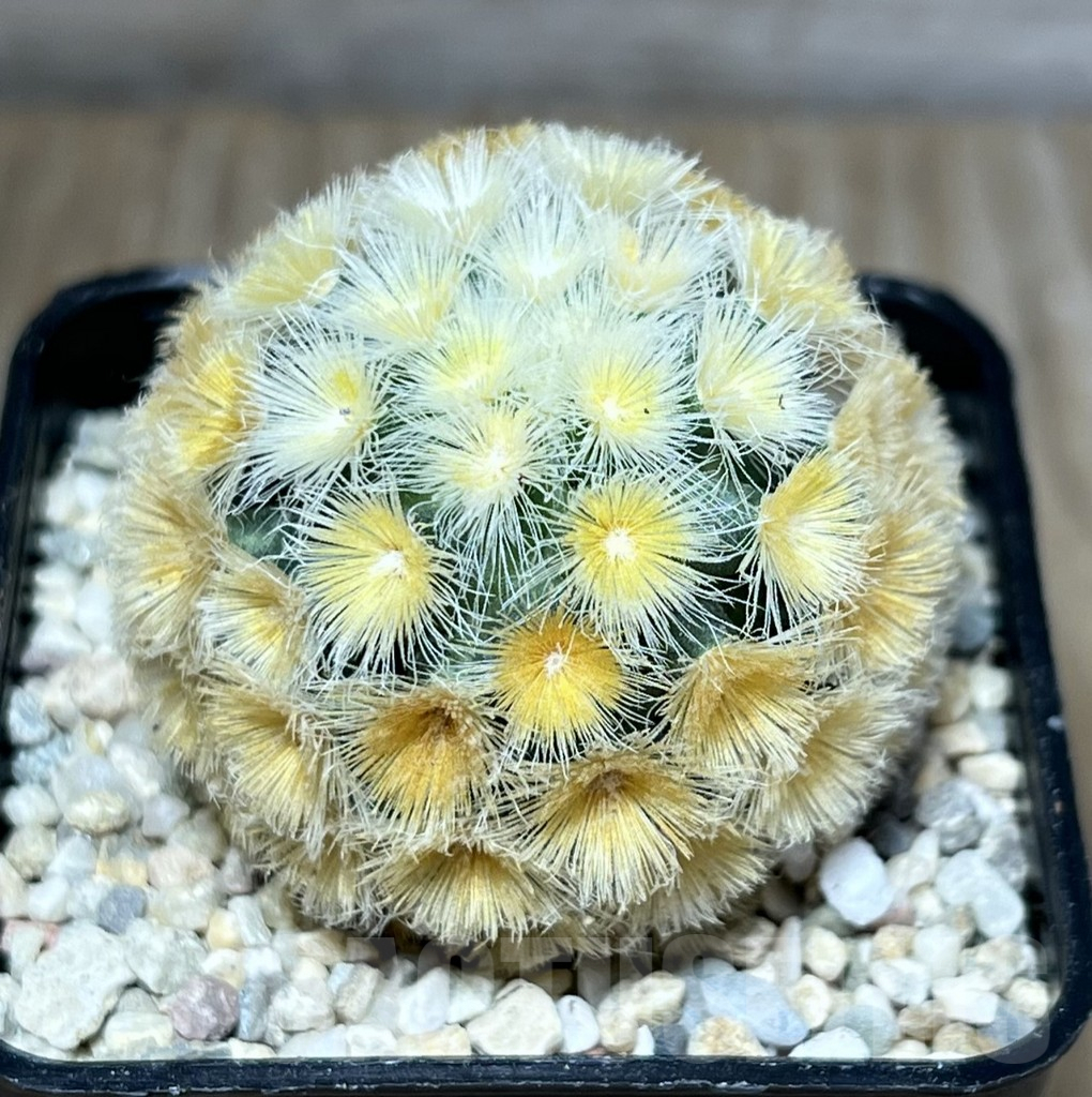 SHPR27807 Mammillaria carmenae 'Buddha'