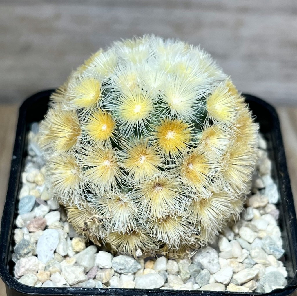 SHPR27807 Mammillaria carmenae 'Buddha' - 画像 (2)