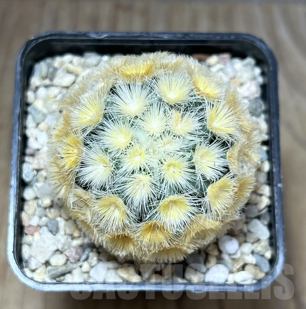 SHPR27807 Mammillaria carmenae 'Buddha' - 画像 (3)