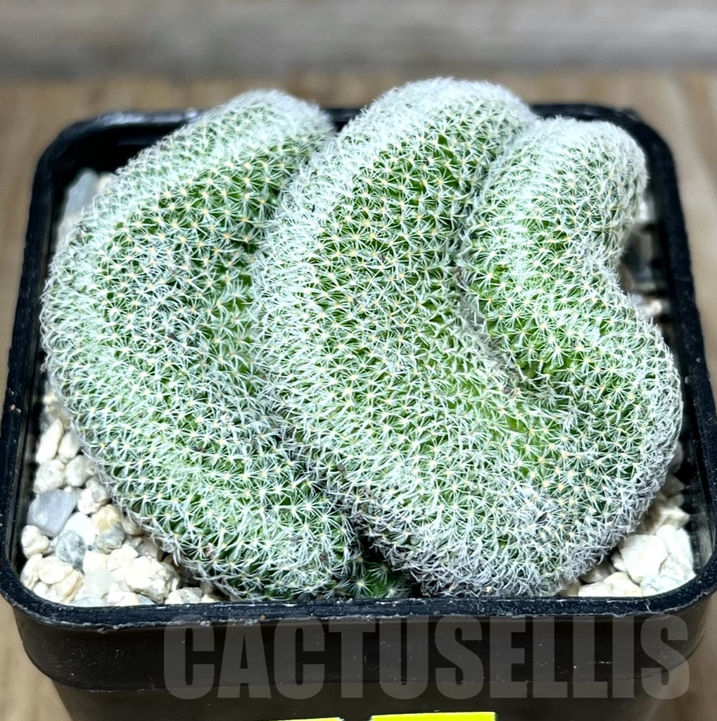 SHPR27808 Mammillaria perbella f. cristata