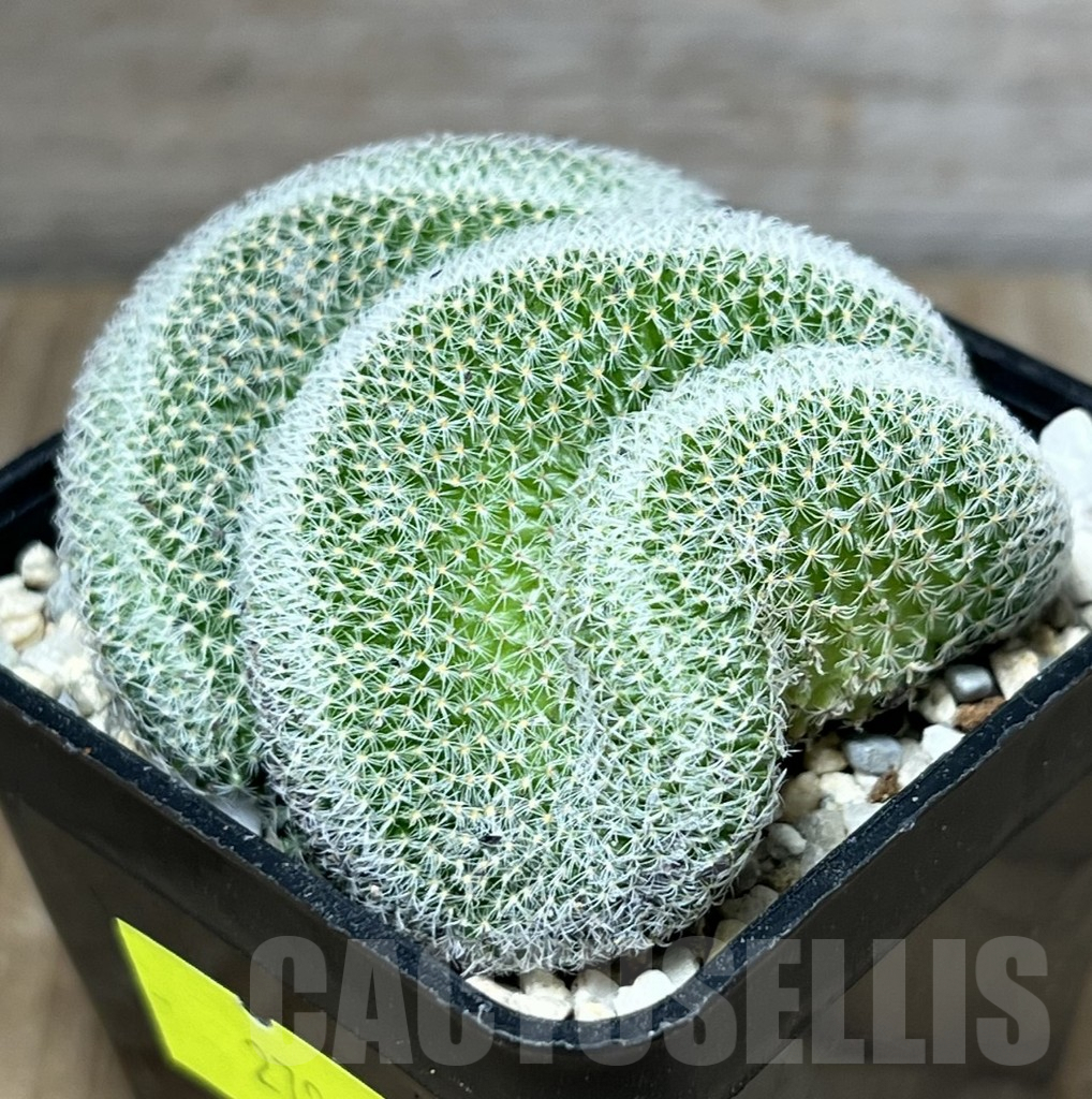 SHPR27808 Mammillaria perbella f. cristata - 画像 (2)