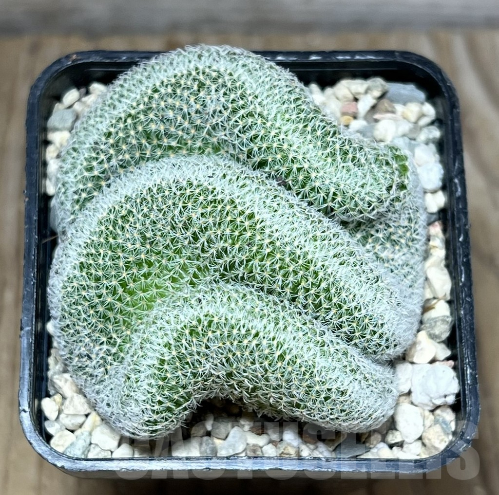 SHPR27808 Mammillaria perbella f. cristata - 画像 (3)