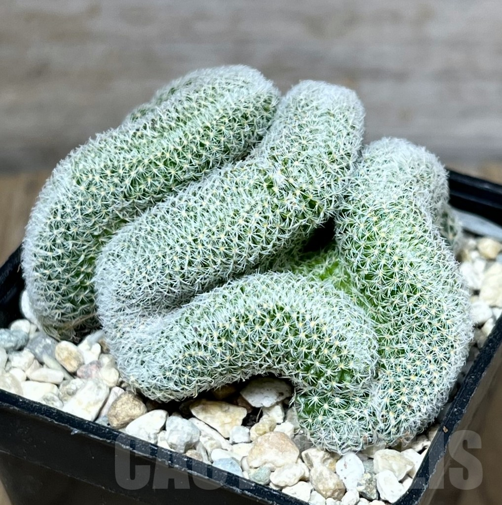 SHPR27809 Mammillaria perbella f. cristata - 画像 (2)