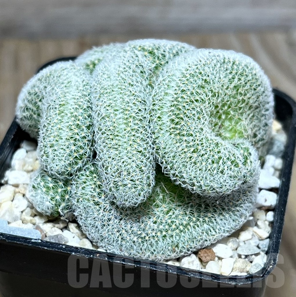 SHPR27809 Mammillaria perbella f. cristata