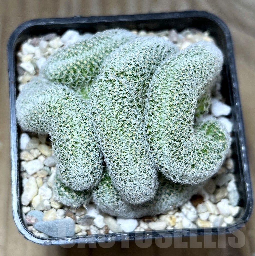 SHPR27809 Mammillaria perbella f. cristata - 画像 (3)