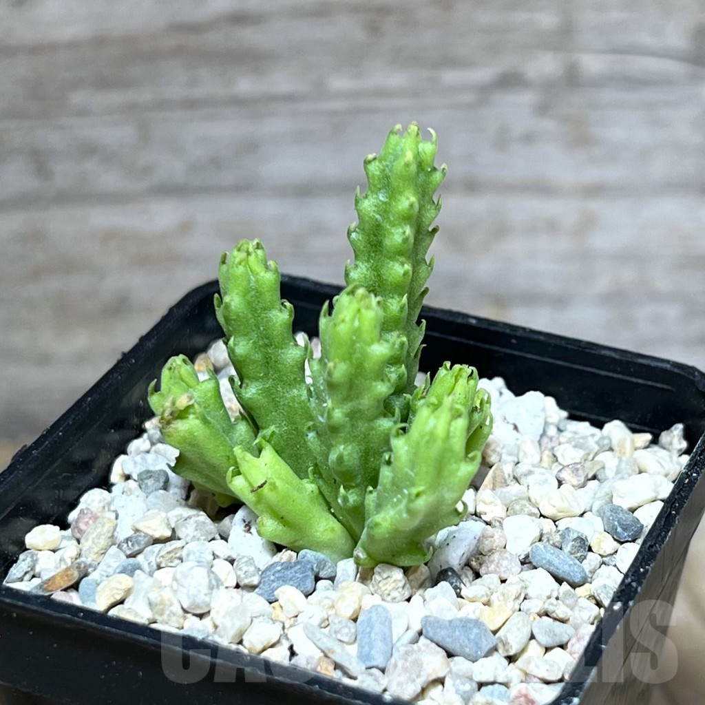 SHPR27810 Stapelia parvula