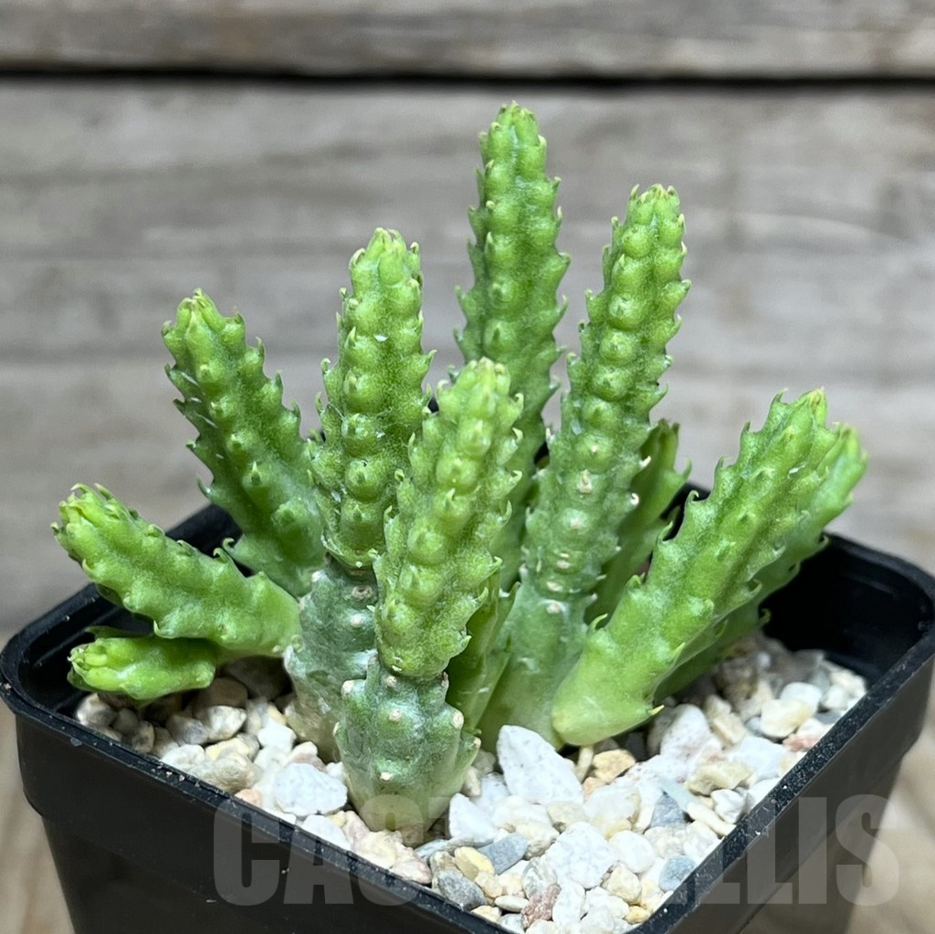 SHPR27811 Stapelia parvula