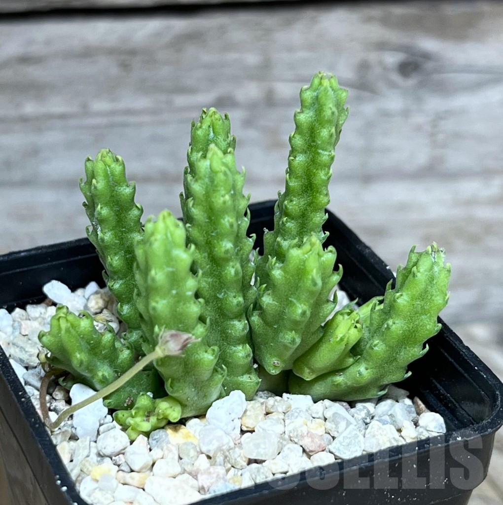 SHPR27812 Stapelia parvula