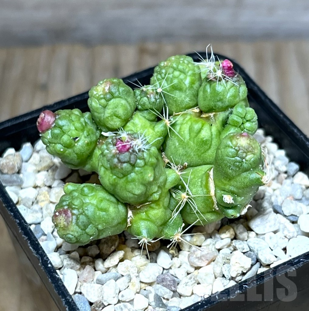 SHPR27813 Mammillaria bocasana 'Fred'
