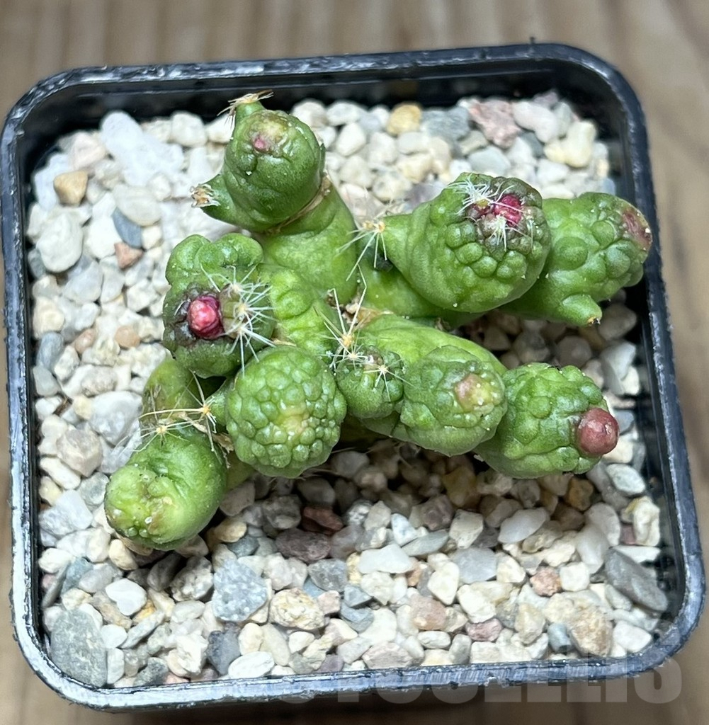 SHPR27813 Mammillaria bocasana 'Fred' - immagine 2