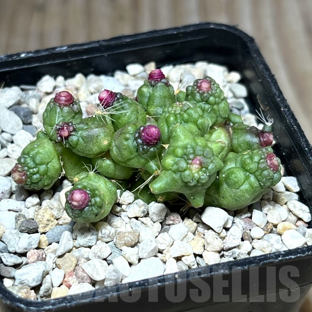 SHPR27814 Mammillaria bocasana 'Fred'