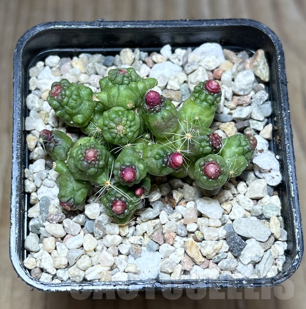 SHPR27814 Mammillaria bocasana 'Fred' - Зображення 2