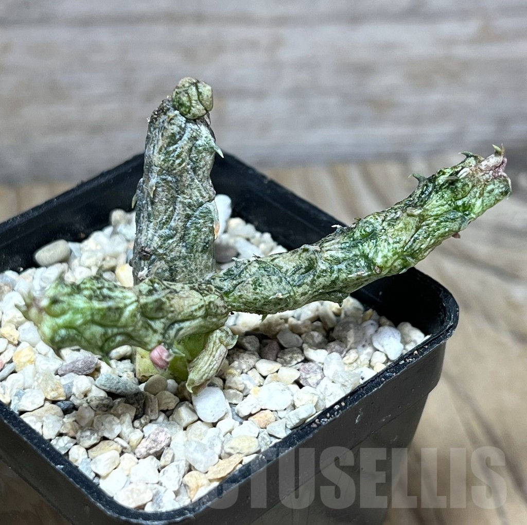 SHPR27817 Stapelianthus hybrid