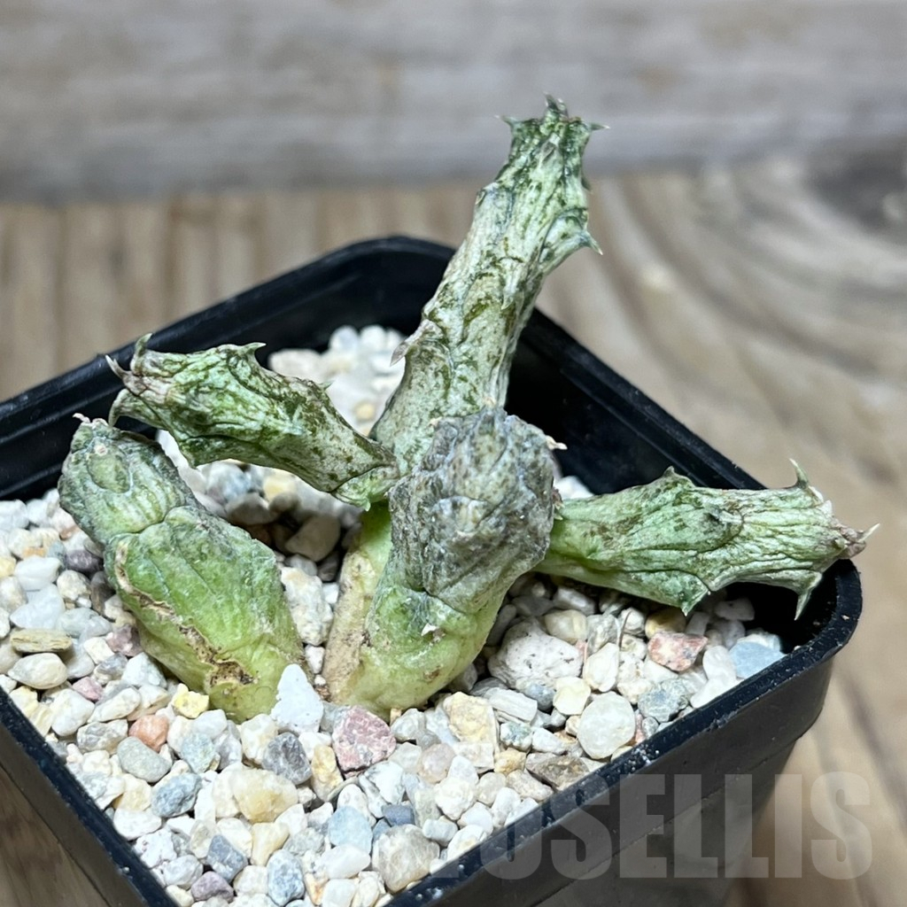 SHPR27819 Stapelianthus hybrid