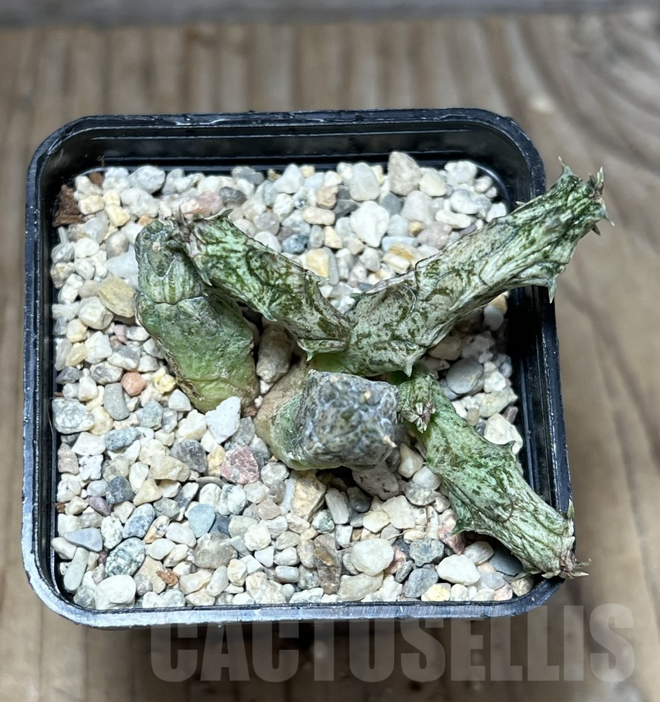 SHPR27819 Stapelianthus hybrid - Зображення 2