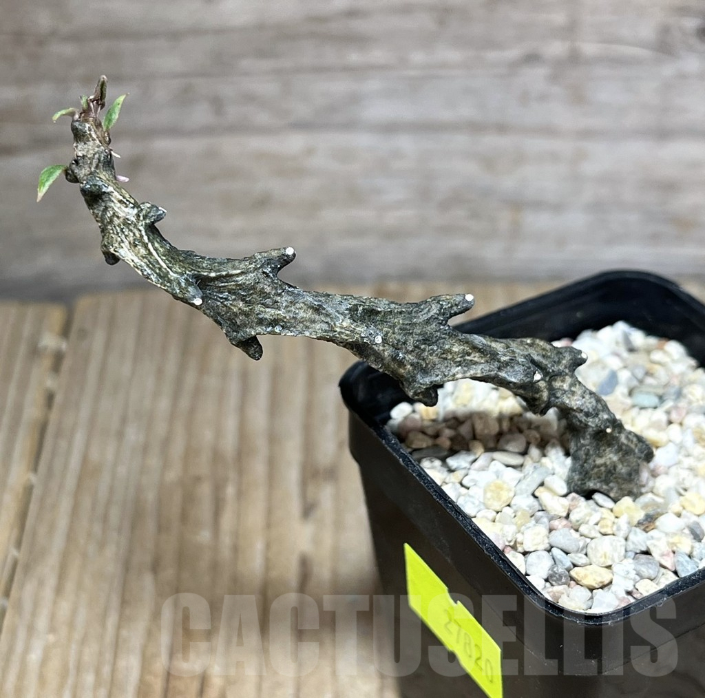 SHPR27820 Ceropegia simoneae - Image 2