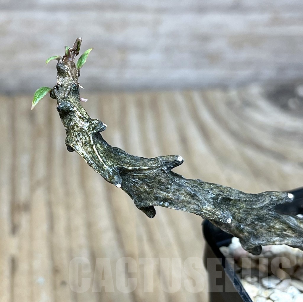 SHPR27820 Ceropegia simoneae