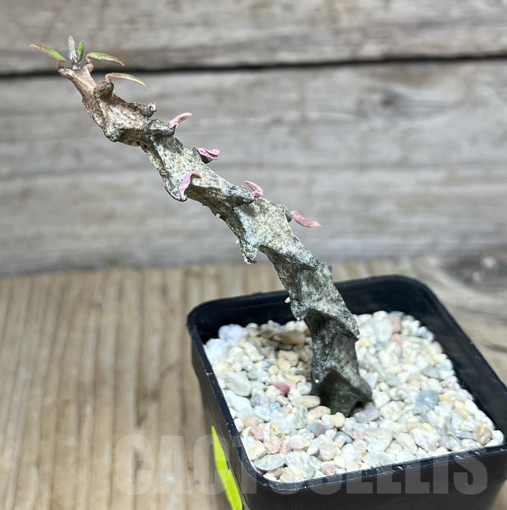 SHPR27821 Ceropegia simoneae - Imagen 2