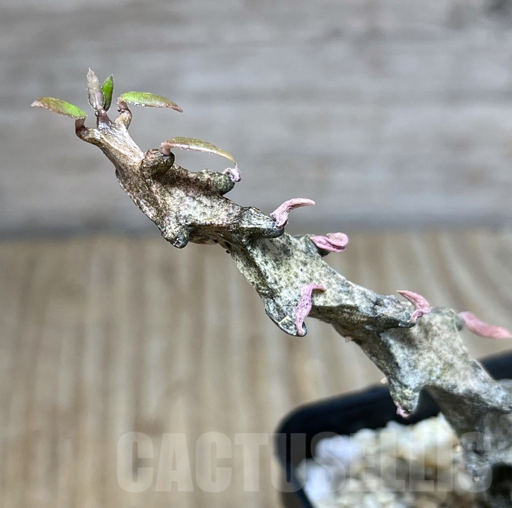 SHPR27821 Ceropegia simoneae