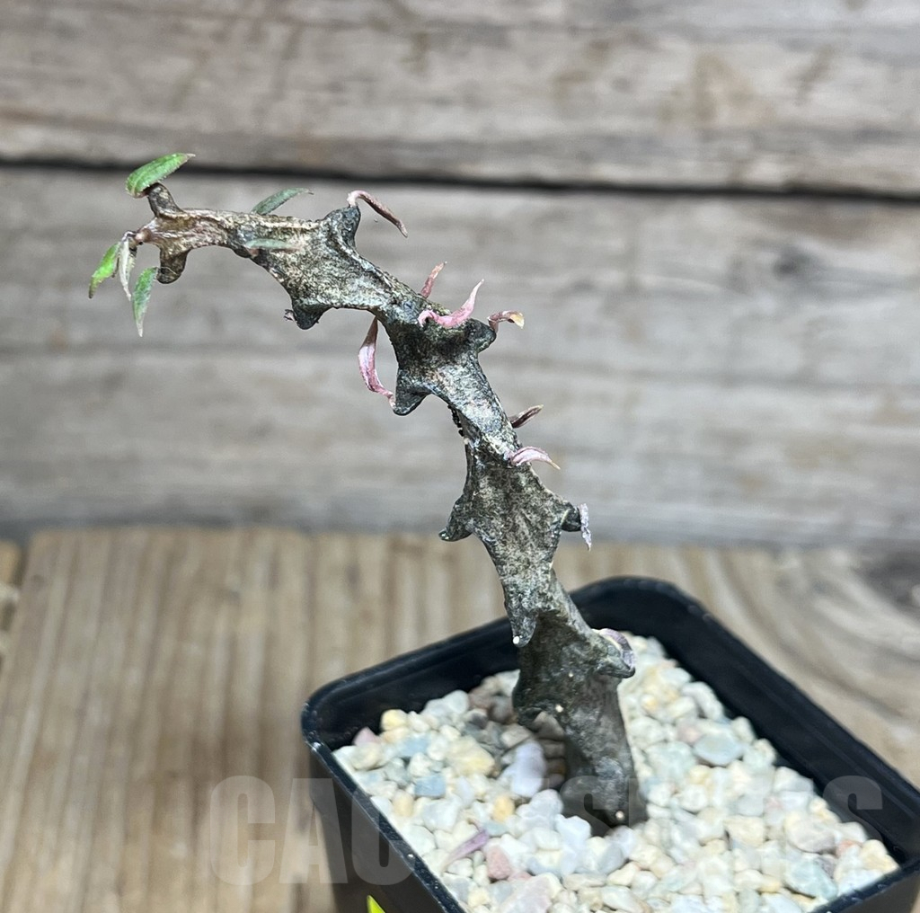 SHPR27822 Ceropegia simoneae - Imagen 2