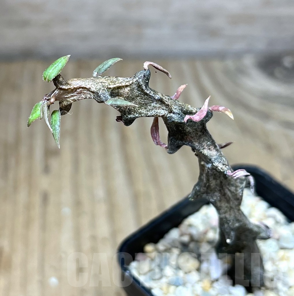 SHPR27822 Ceropegia simoneae