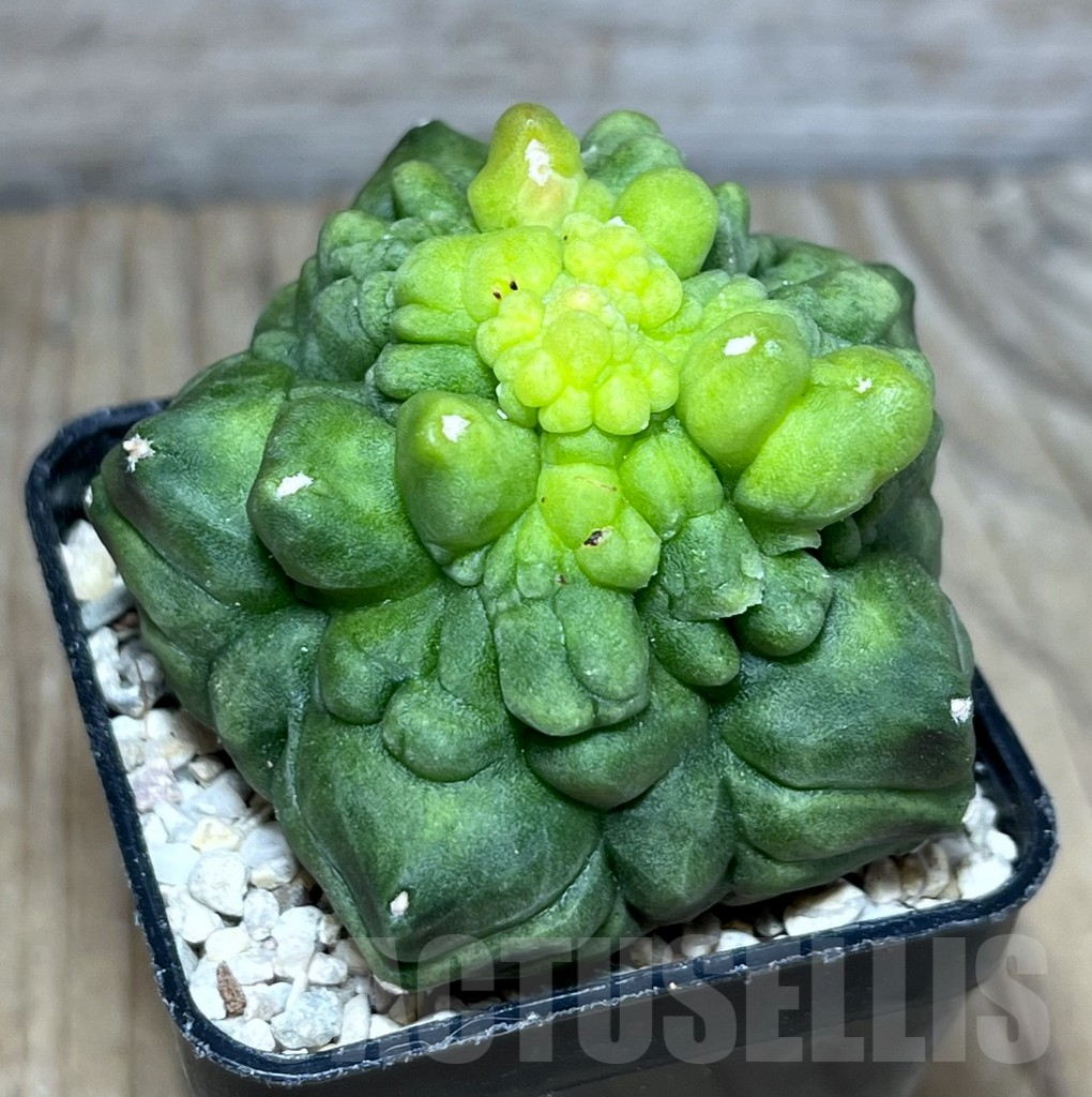 SHPR27823 Gymnocalycium ‘Kikko’ f. monstrosa