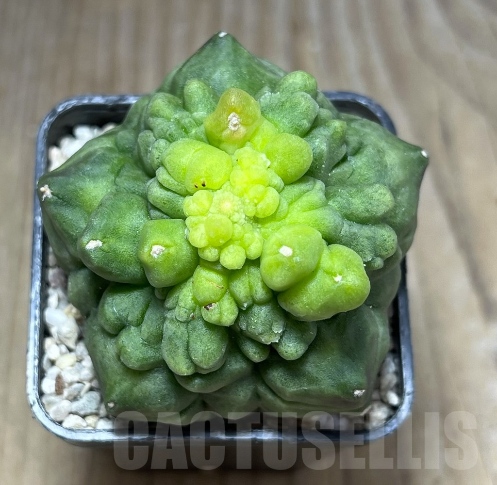 SHPR27823 Gymnocalycium ‘Kikko’ f. monstrosa - Image 2