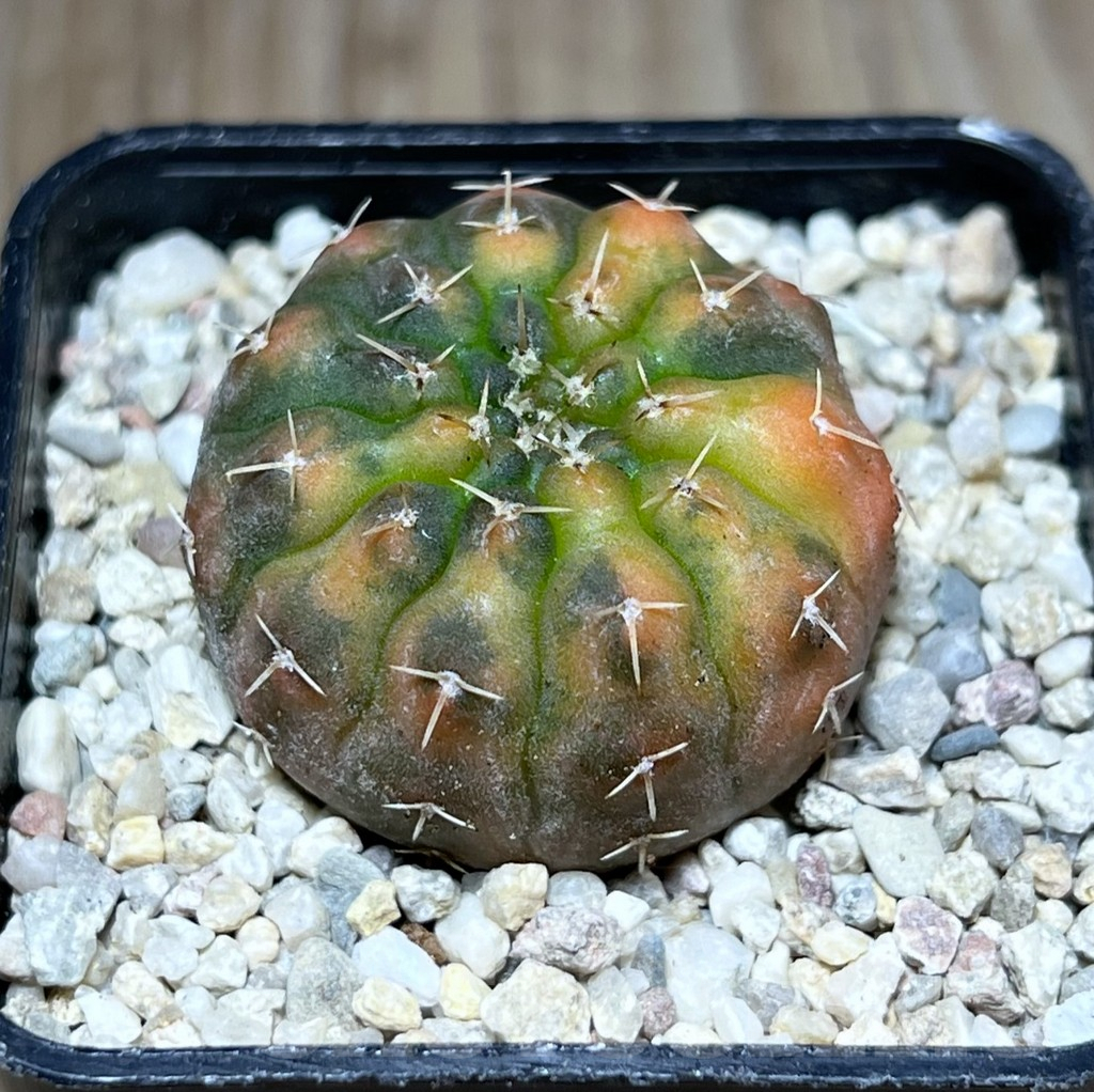 SHPR27824 Gymnocalycium stellatum f.variegata