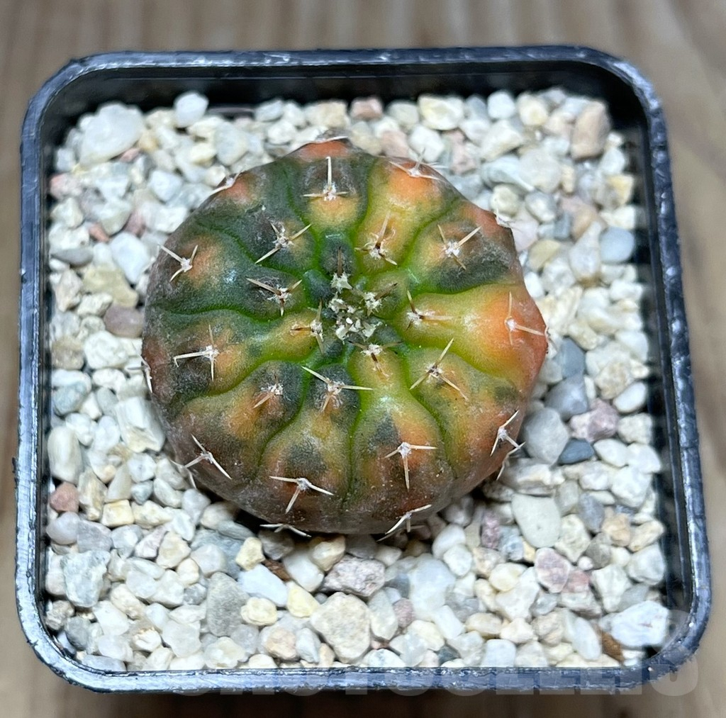 SHPR27824 Gymnocalycium stellatum f.variegata - Image 2