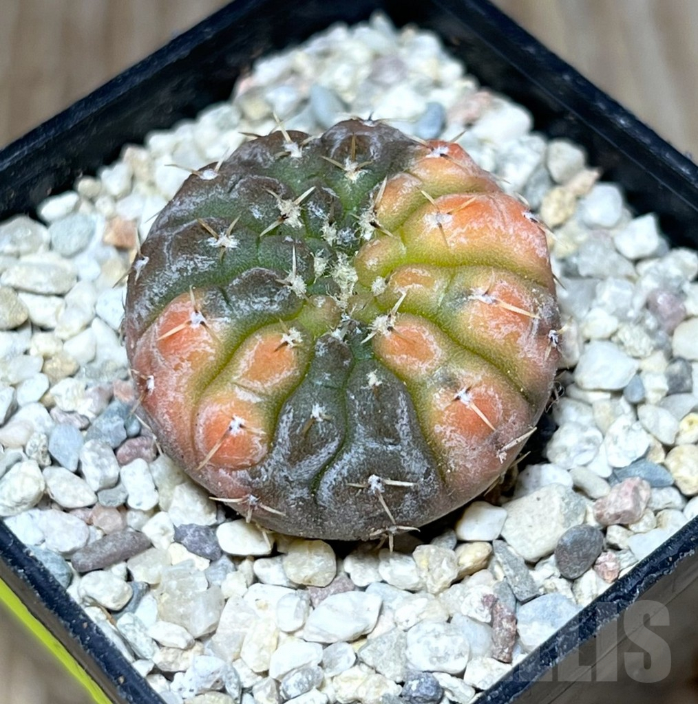 SHPR27825 Gymnocalycium stellatum f.variegata