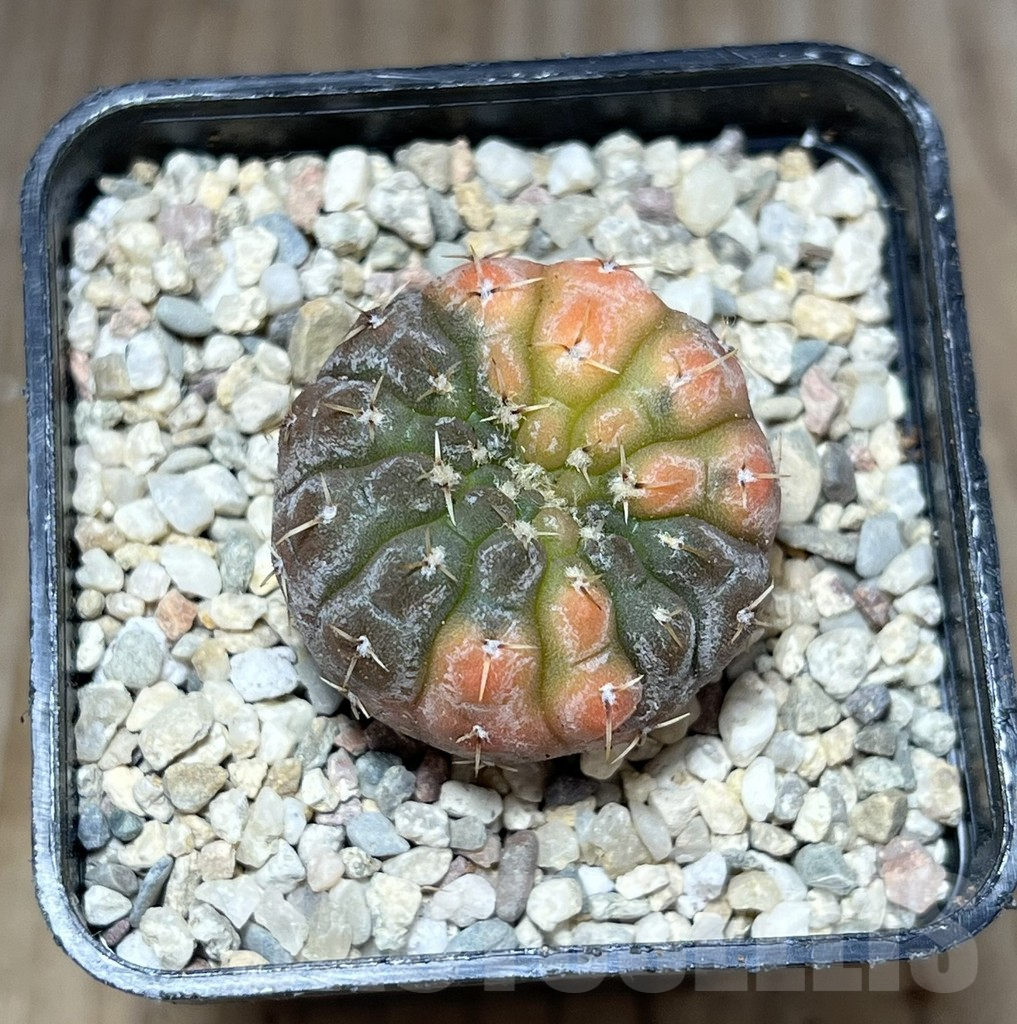 SHPR27825 Gymnocalycium stellatum f.variegata - Image 2