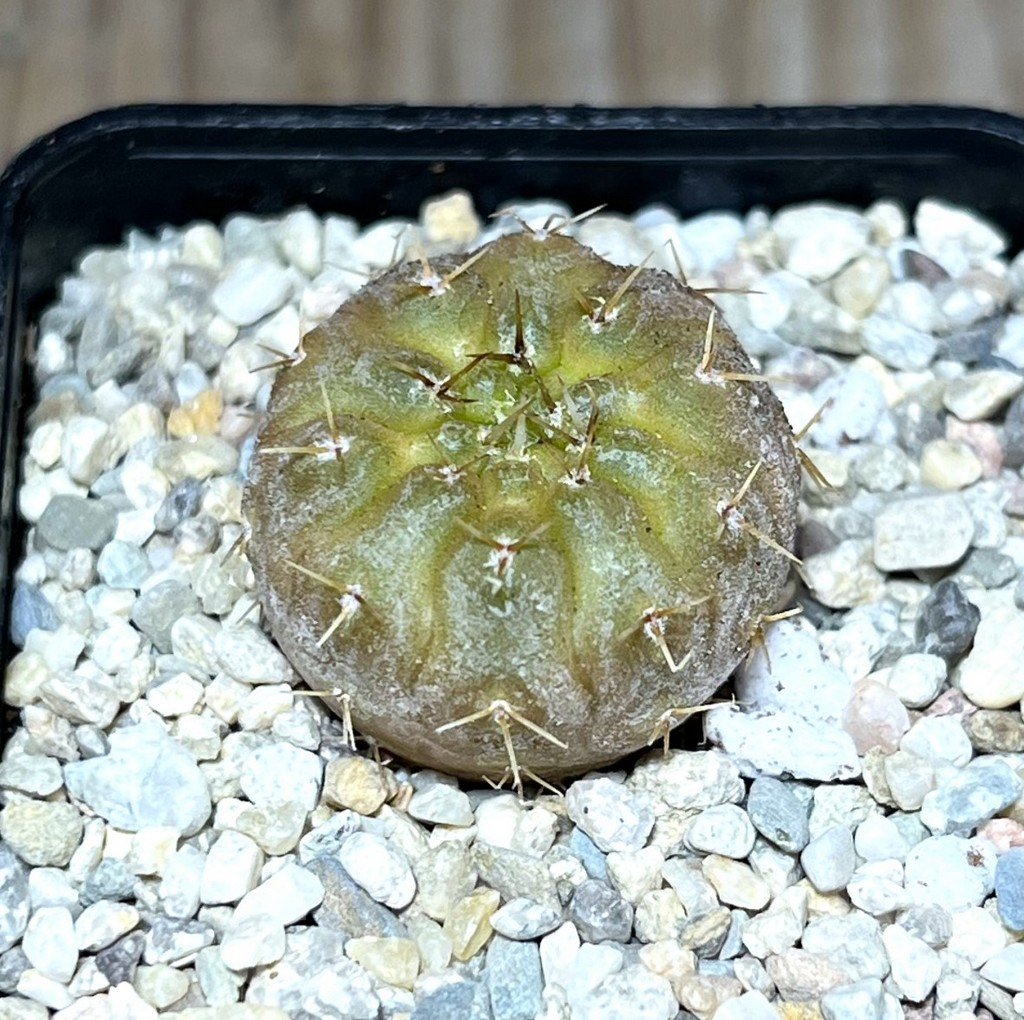 SHPR27826 Gymnocalycium stellatum f.variegata