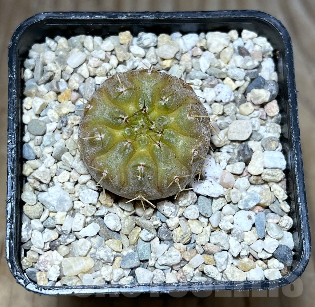 SHPR27826 Gymnocalycium stellatum f.variegata - Image 2