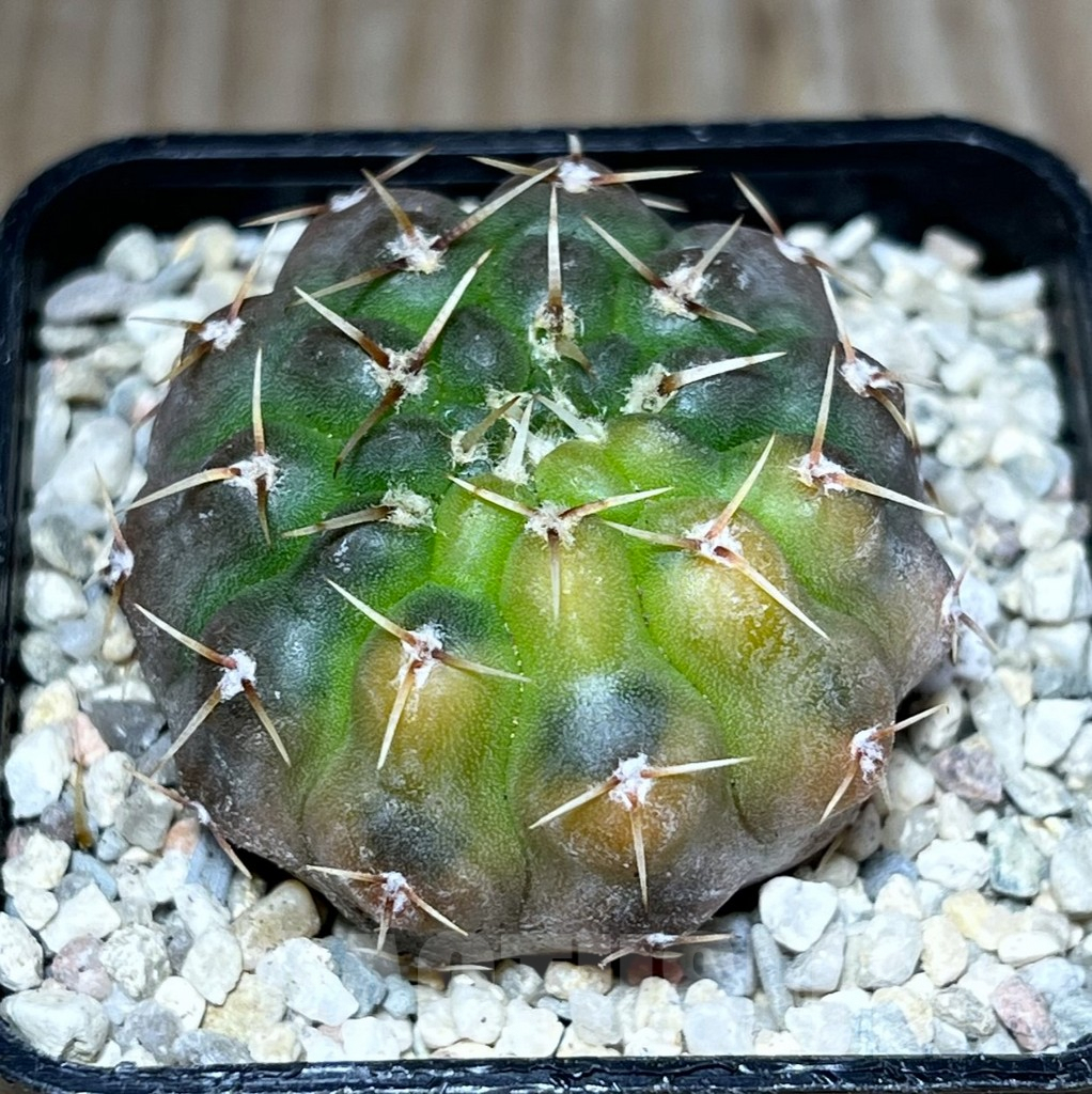 SHPR27827 Gymnocalycium stellatum f.variegata