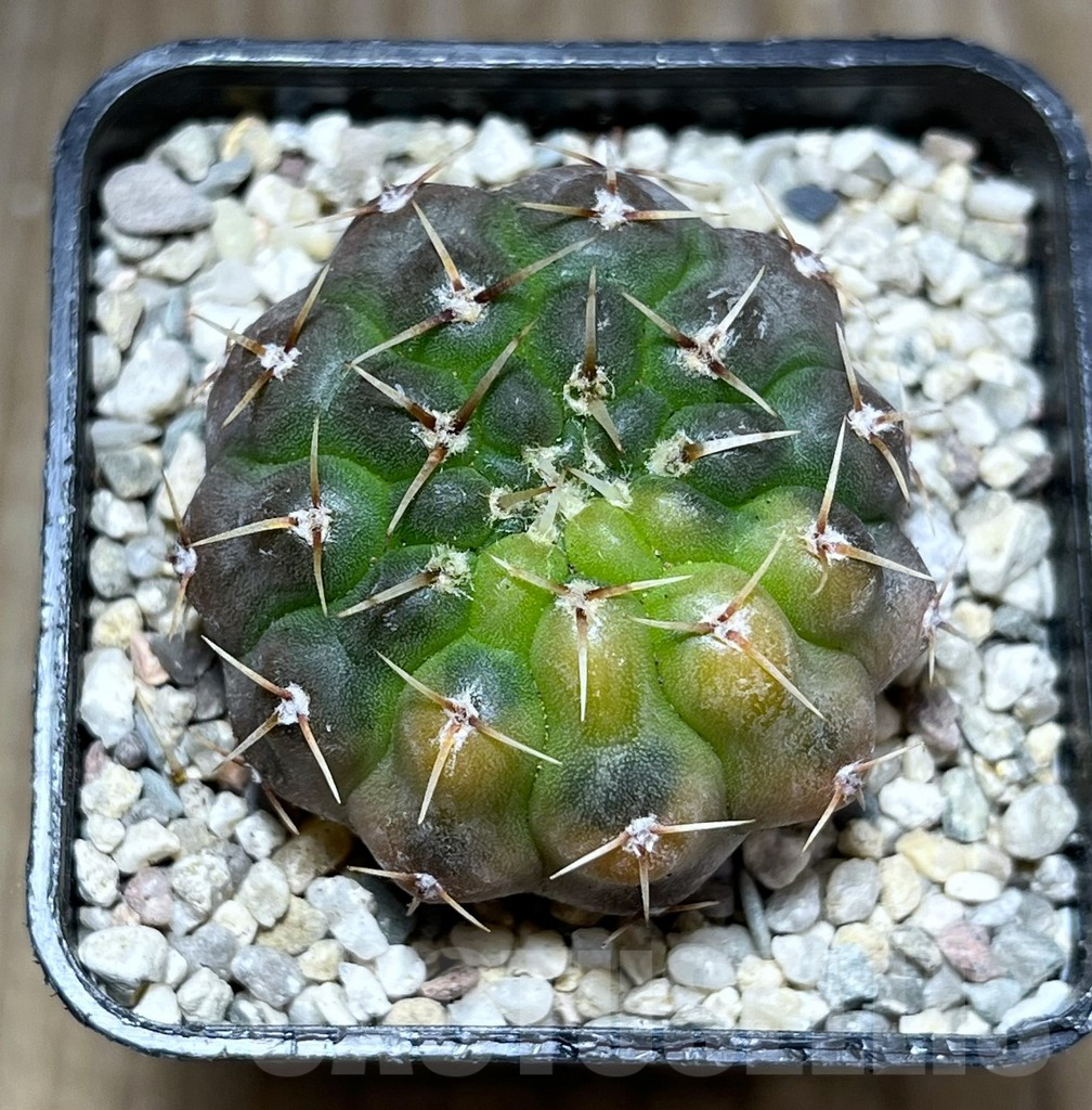 SHPR27827 Gymnocalycium stellatum f.variegata - Image 2