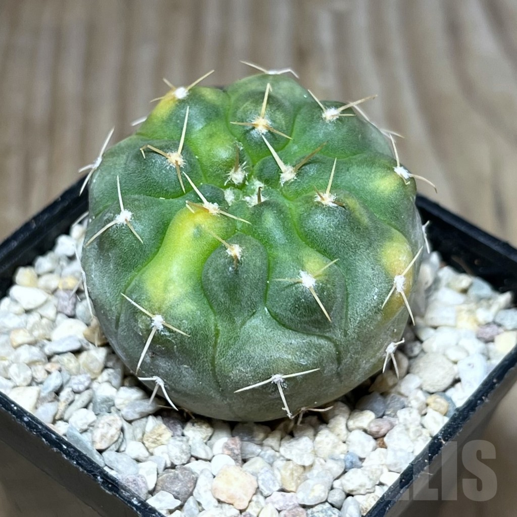 SHPR27829 Gymnocalycium stellatum f.variegata