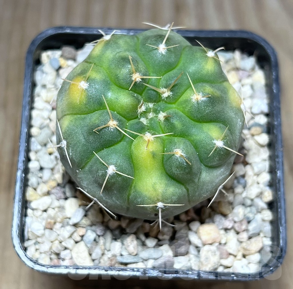 SHPR27829 Gymnocalycium stellatum f.variegata - Image 2