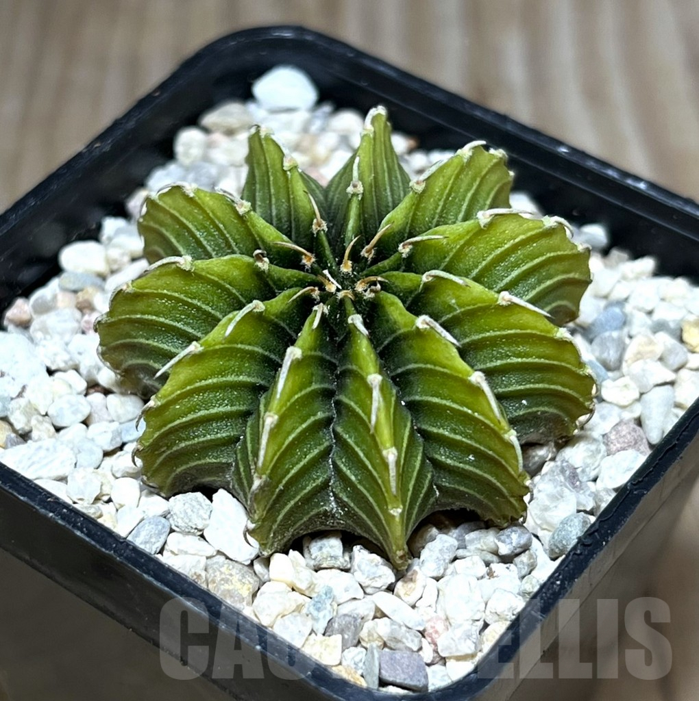 SHPR27830 Gymnocalycium friedrichii LB 2178 ‘Lime color’