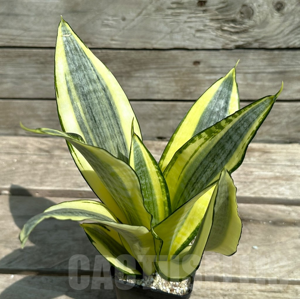 SHPR28477 Sansevieria ‘Asahi’ - Image 2