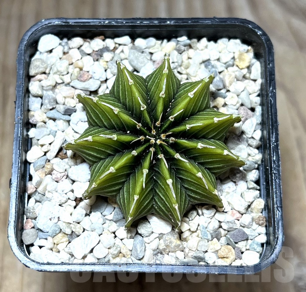 SHPR27830 Gymnocalycium friedrichii LB 2178 ‘Lime color’ – Bild 2