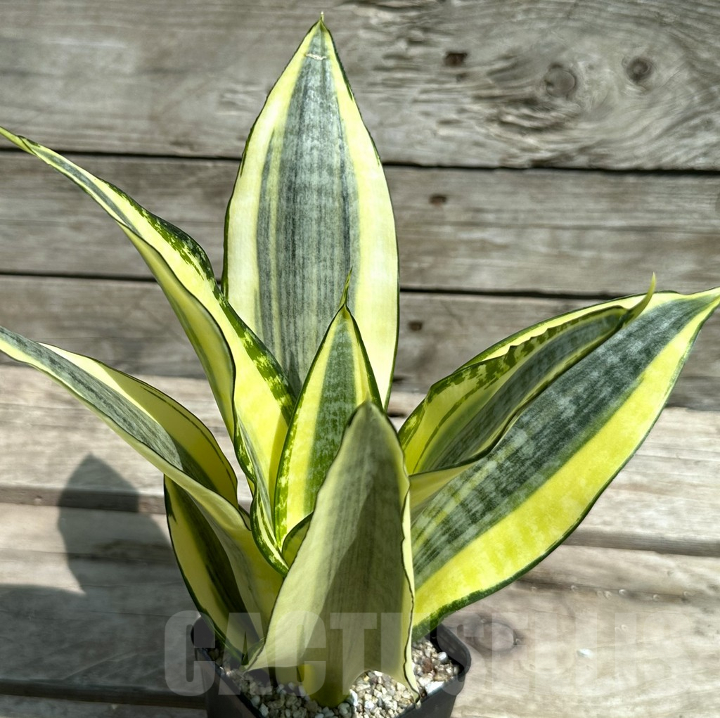 SHPR28477 Sansevieria ‘Asahi’