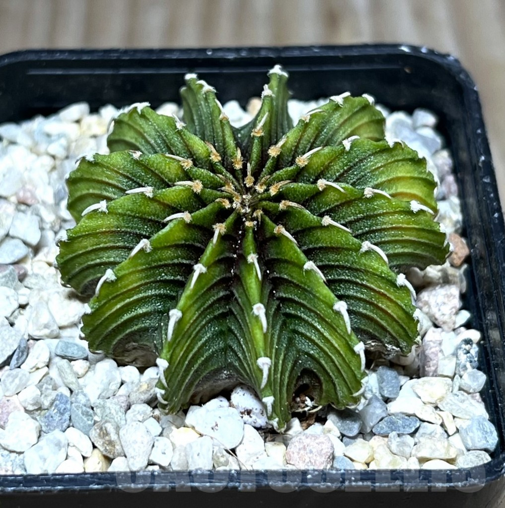 SHPR27831 Gymnocalycium friedrichii LB 2178 ‘Lime color’