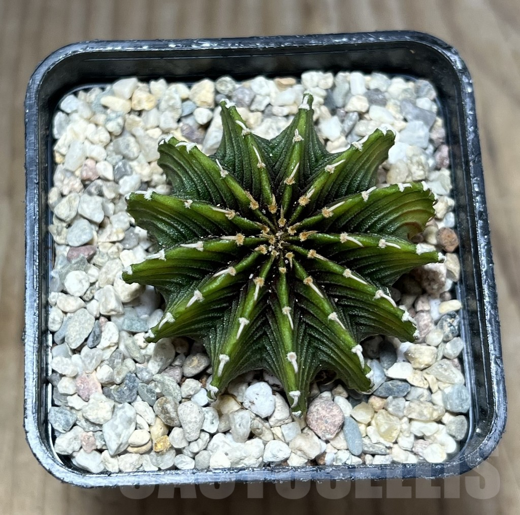 SHPR27831 Gymnocalycium friedrichii LB 2178 ‘Lime color’ - Image 2