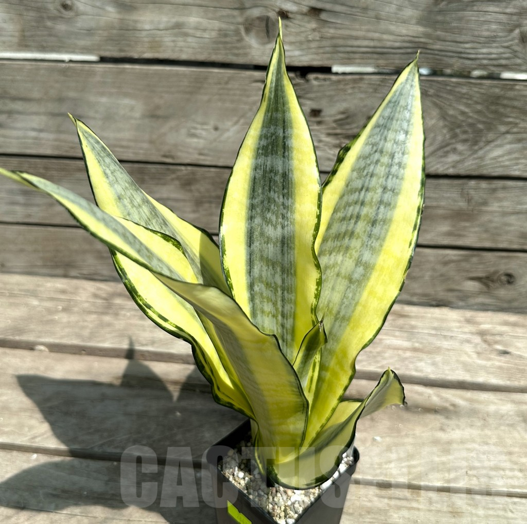 SHPR28478 Sansevieria ‘Asahi’ - Image 2